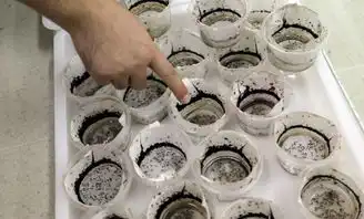 最大蚊子工厂沃尔巴克氏菌可抑制蚊子体内寨卡病毒
