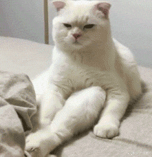 劲爆搞笑四十张图第死期狗狗猫猫篇
