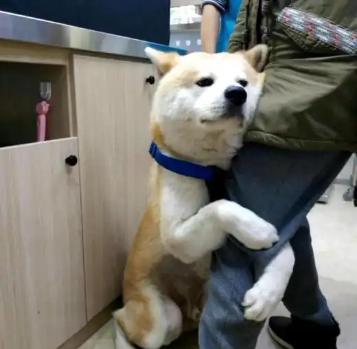 秋田犬见到兽医瑟瑟发抖,抱着主人腿不撒手,可爱的像个孩子
