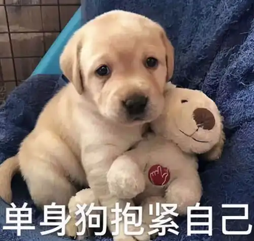 狗狗超级有安全感的5种表现,你家狗中了几条
