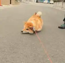 回乡路是什么套路来来来,说说你的春节故事征文启事
