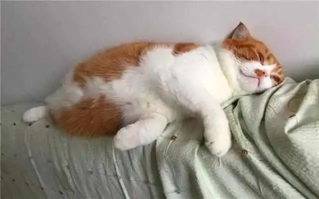 辟谣橘色易发胖大家可冤枉橘猫了,长得胖并不是花色的锅
