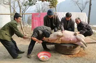10月7日猪价要反弹了
