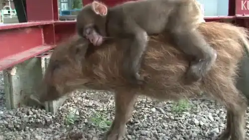 野猪遇到猴子会发生什么画面太搞笑了,镜头记录全过程
