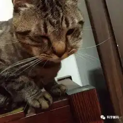 猫咪抓蜜蜂被蛰成猪头哈哈哈
