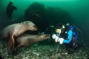 摄影师潜水邂逅顽皮海狮差点被吞食
