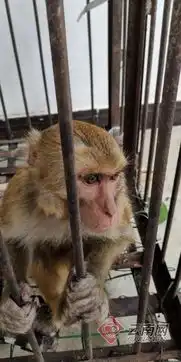 云南西盟异国猕猴频繁入村搞破坏警方已抓捕放生
