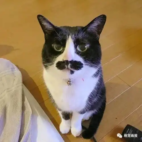 搞笑猫咪图片集锦
