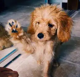 英混血萌犬爆红网络憨态可掬脾气好图
