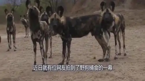 野猪戏耍一群野狗,结果成功把野狗惹怒镜头记录搞笑一幕
