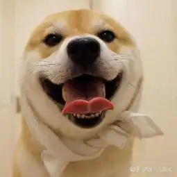 月薪多少才能养一只柴犬
