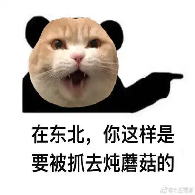 小猫咪地方特色搞笑的表情包跋山涉水也不会辜负你
