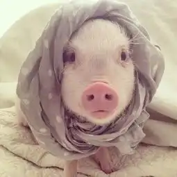 我的情敌是个猪
