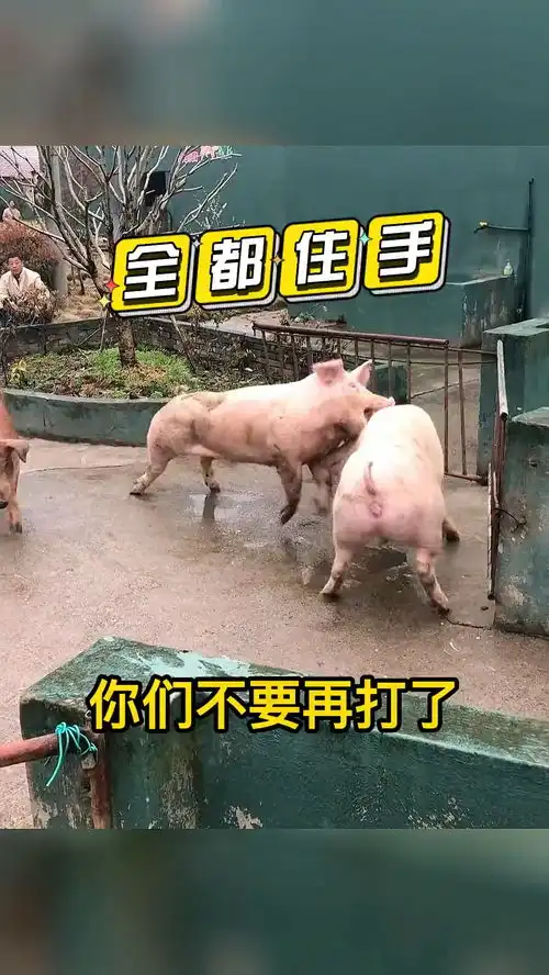 就算你是一头猪,也应该有自己的梦想搞笑配音搞笑视频看一遍笑一遍
