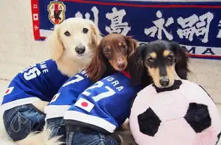 爆笑看看日本的足球汪们
