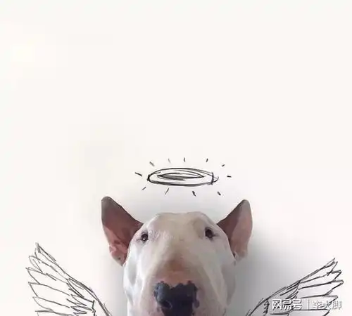 qq空间搞笑说说带图片,一句顶十句,笑到肚子疼
