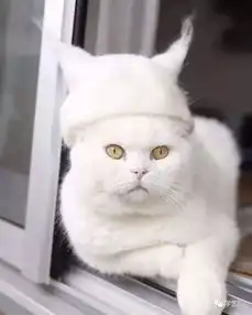 猫咪掉的毛竟成毛毡利器这对夫妇用猫毛做猫帽子,圈粉10万令人羡慕
