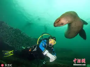 摄影师潜水邂逅顽皮海狮为抢镜差点遭吞食
