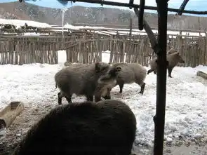 一头成年纯种野猪多少钱成年商品野猪多少钱一斤
