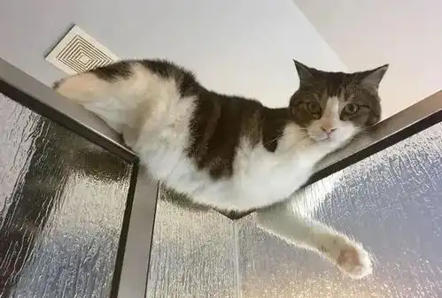 16张猫咪搞笑图片,让你了解什么叫浑身是戏

