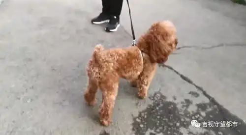 长春人养犬令实施后,遛犬牵绳您做到了吗
