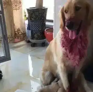 主人一觉醒来发现金毛浑身是血,走近一看全家爆笑
