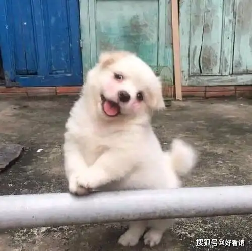 个性搞怪沙雕系列头像沙雕头像系列微信头像沙雕头像系列,逗比沙雕头像大全
