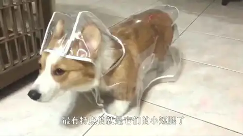 两只柯基吵架,简直是比二哈还傻,这个画面也是很搞笑了
