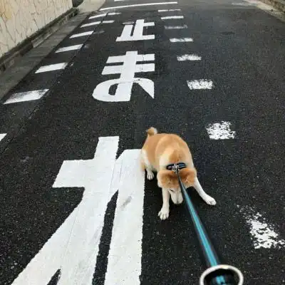 柴犬头像搞笑高清图片单身狗头像柴犬系列
