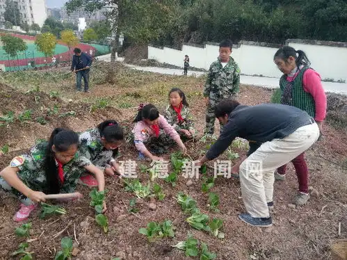 开心农场学种菜
