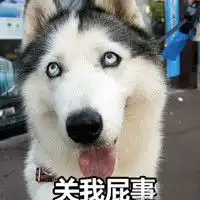 搞笑狗狗带字头像,你们这群辣鸡看什么看
