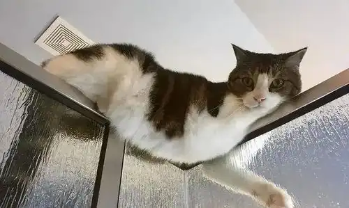 猫咪为什么总喜欢偷看我上厕所它这是几个意思
