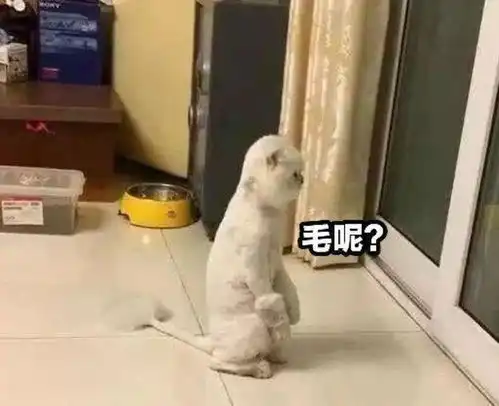 女子托男友照顾猫咪,几天后收到了照片,却不知道该说啥了
