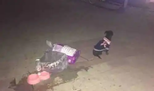 如果不能照顾它一生,拜托你不要养狗在此感谢你的不养之恩
