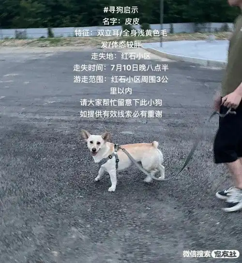 寻狗启事寻猫启示宠物走失寻宠信息20220714
