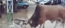 搞笑gif趣图全网吧的电脑都死机了,唯独写论文的电脑没死机兄弟你赢了
