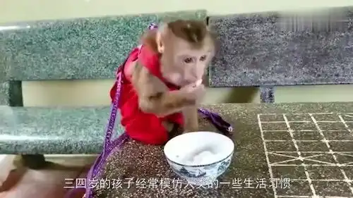 搞笑动物猴子闯祸,不满主人教训和主人顶起嘴来,傲娇的小表情笑翻了

