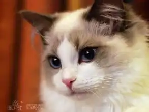 布偶猫图片
