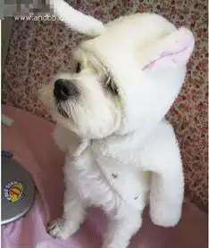 帮忙找一张狗狗图片
