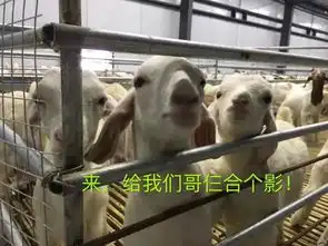 莒县安庄镇扶贫羊搞笑照片火爆朋友圈网友直呼幸福羊生
