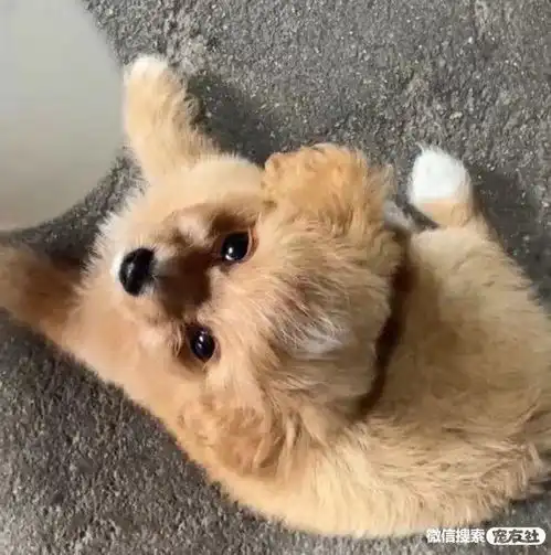 寻狗启事寻猫启示宠物走失寻宠信息20220629
