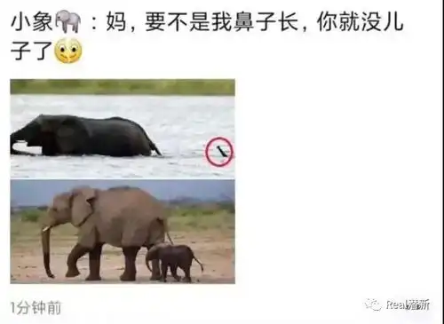 人类如此残忍,他们却依然爱你
