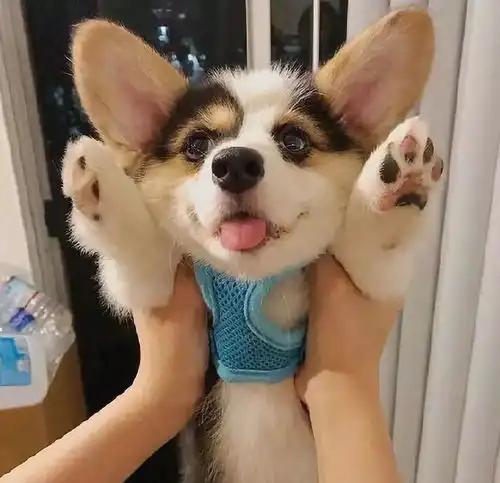 你猜什么狗好吸又好笑
