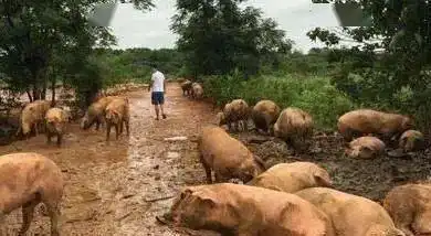 农民要注意,农村将进行查封拆除,特别是这4种养殖场,看完明白
