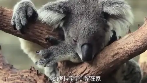 野生萌宠萌物考拉的呆萌日常,被奶牛追着跑,画面太搞笑

