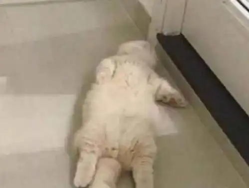 主人把睡着的猫咪吵醒后,喵星人竟做出了如此爆笑的事情
