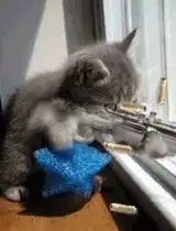 oldjianghuvedio
