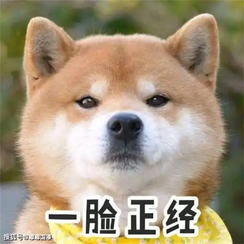 乔任梁父母被狗头开玩笑,你们的玩笑,一点也不好笑
