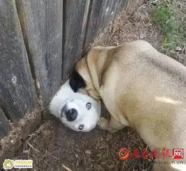 据说集齐这些狗,能召唤出一支拆迁队
