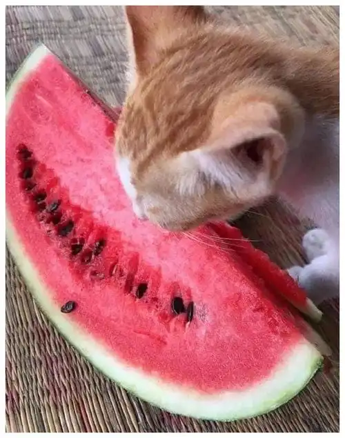 猫吃完西瓜为什么会这样今日份欢乐爆笑图集送上
